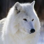 arctic wolf wallpaper