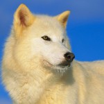 arctic wolf wide wallpaper