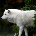 arctic wolf wide wallpaper