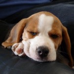 beagle_puppy_wallpaper