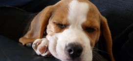 Beagle Puppy Wallpapers
