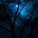 beautiful dark scenery moon in forest wallpaper