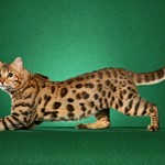 bengal cat face posing wallpaper