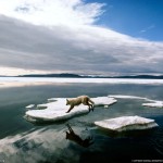 cool funny Arctic wolf pictures wallpaper