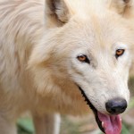 cute arctic wolf 4 wallpaper
