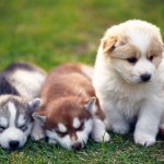 cute-puppies-wallpaper