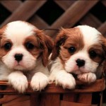 cute-puppy-wallpaper-