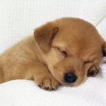 cute-puppy-wallpapers-for-desktop