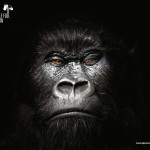 gorilla-wallpaper-2
