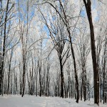 hd winter forest wallpaper