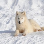 loup de l arctique 3