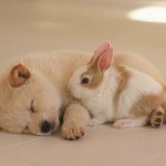 lovely_Puppy_wallpaper