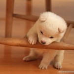 lovely_puppy_dog_wallpaper