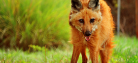 Maned Wolf Wallpapers
