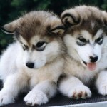 puppies-wallpaper-