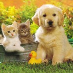 puppy-kitten-dog-and-cat-wallpaper