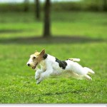 puppy running wallpaper