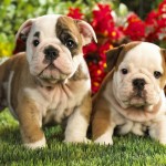 puppy wallpaper