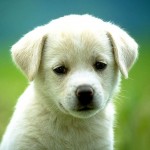 puppy-wallpaper-dancing-little-dogs-