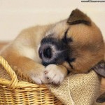 puppy-wallpaper-dog