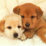 puppy-wallpapers