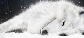Tundra Wolf Wallpapers