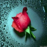 wonderful red rose flower wallpaper